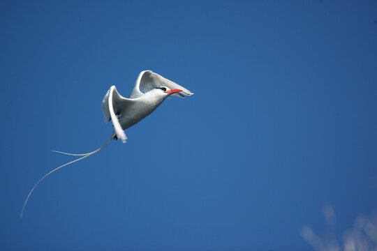 Red-billed Tropicbird soaring above the Galapagos Islands