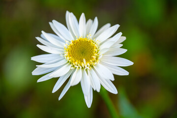 Fototapeta premium Close Up of Single White Daisy Flower Blooming in Green Grass with Yellow Center in Spring Summer Garden Natural Floral Macro Beauty