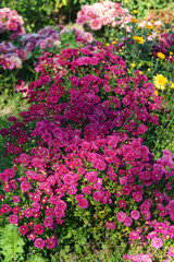 Obraz premium Bright pink pompon chrysanthemum morifolium flowers in full bloom creating vibrant floral background. Closeup of colorful autumn blossoms growing in a garden, seasonal fall decorative plant breeding