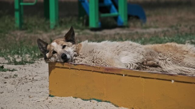 A tired mixed-breed dog rests its head on the yellow border of a sandbox in an empty playground. Concept of animal abandonment, peaceful moments, and stray life in urban environments.