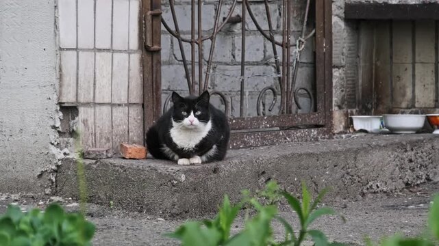 A black and white stray cat sits on a concrete step near a building with a barred window. The urban texture and rigid lines contrast with the organic form of the homeless feline.