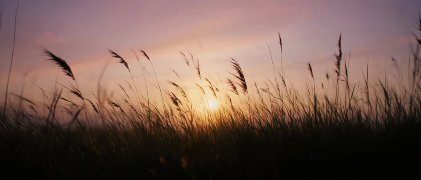 Golden wheat field swaying in gentle breeze at sunset with soft atmospheric light
