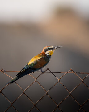 bee-eater on a fance 