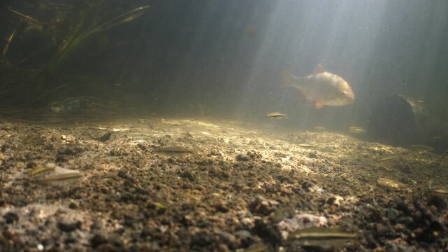 A group of large Common Rudd fish swim and feed in the River Avon near Salisbury, UK