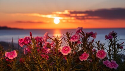 Fototapeta premium Dianthus Blooms Against A Picturesque Sunset Backdrop
