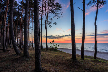 Naklejka premium Beautiful pine boulevard by the Baltic Sea in Stegna at sunset, Poland