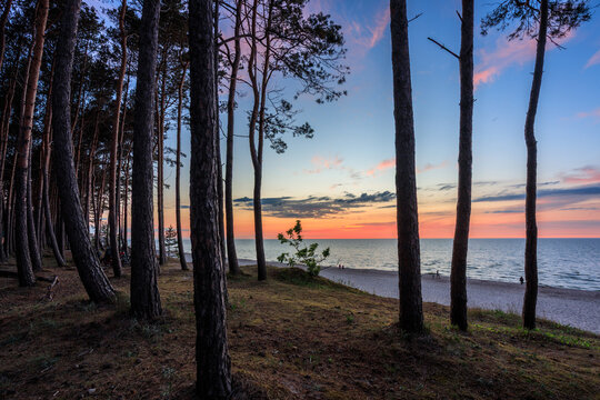 Beautiful pine boulevard by the Baltic Sea in Stegna at sunset, Poland