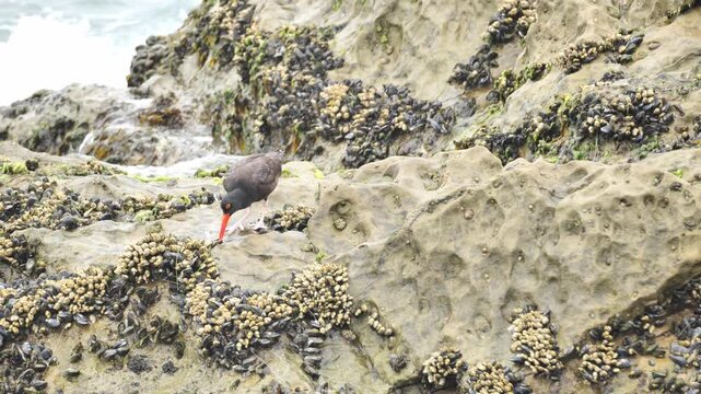 Black Oystercatcher (Haematopus bachmani) eating on the Pacific ocean coast. 