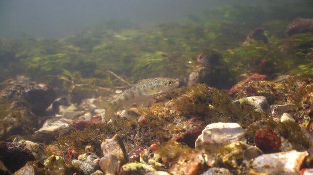 Juvenile Common Trout swims and shelters from current in the River Avon, Wiltshire, UK