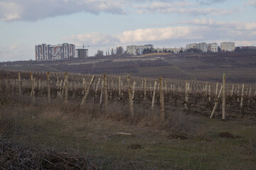 Obraz premium Vineyard in the foreground with modern residential buildings on the suburban horizon