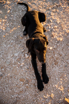Black Labrador retriever puppy walking on gravel at sunset