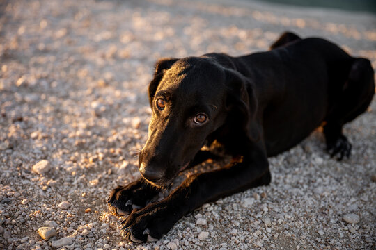 Black Labrador retriever lying on gravel at golden hour