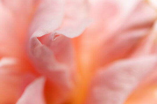Abstract close-up of rose petals with motion blur