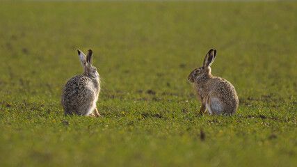 A horizontal wildlife photograph of two wild European brown hares sitting alert in an open green agricultural field at Marchfeld in Lower Austria.⁠ © Alexander
