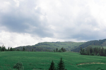Fototapeta premium Green meadow landscape with rolling hills and pine forest under cloudy sky