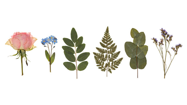 Pressed dried flowers and leaves collection on light background