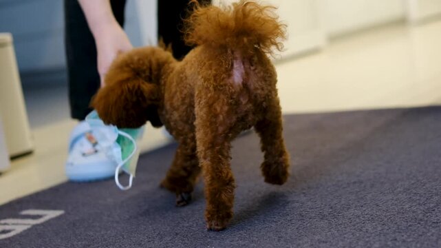 Playful toy poodle puppy grabbing medical face mask and playfully tugging with owner during fun game at home close up cute pet video