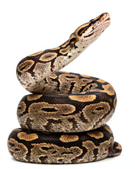 Naklejka premium Coiled python snake with brown and yellow pattern, isolated on white background
