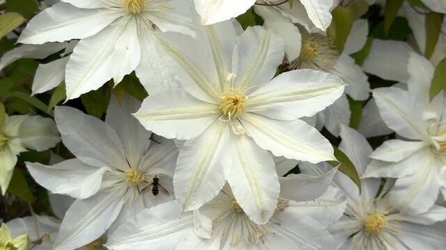 A beautiful, close-up top view of full-bloom white clematis flowers with contrasting yellow stamen centers, creating a dense and elegant natural floral pattern.
