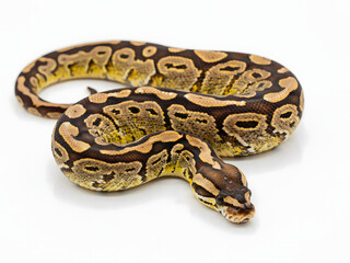 Fototapeta premium Ball python snake isolated on white background