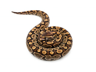 Fototapeta premium Coiled snake with brown and yellow pattern, isolated on white background