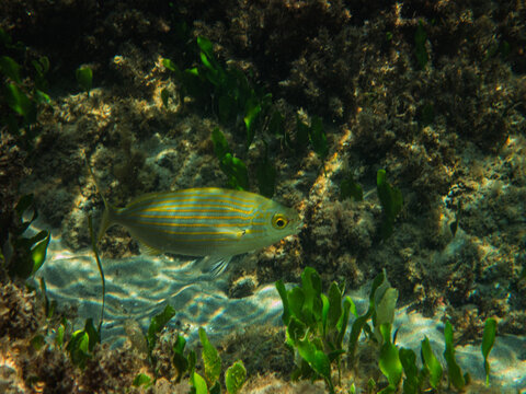 peces