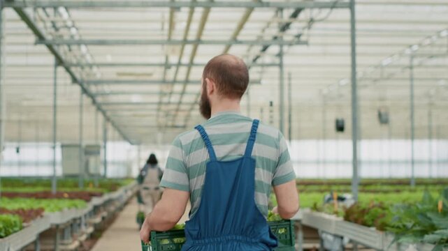Caucasian man carrying a crate of mixed varieties of organic green lettuce greeting greenhouse worker, showing professional greenhouse work and organic farming in organic food production.