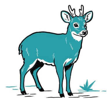 Cute southern pudu deer illustration, small Chilean wild animal hand drawn on white background