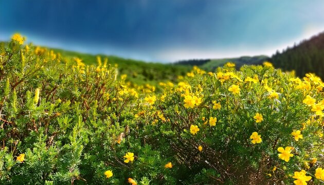Arbustos Verdes De Flores Amarillas Silvestres