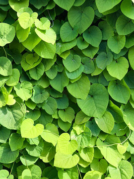 Green leaves cover a surface and create a dense, natural scene in a garden or outdoor area during daylight hours