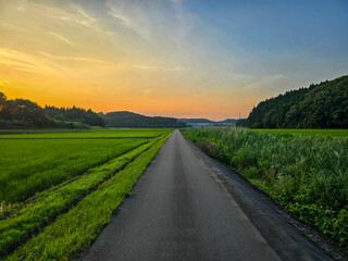 Naklejka premium Scenic Rural Road Through Green Rice Fields at Sunrise in the Japanese Countryside