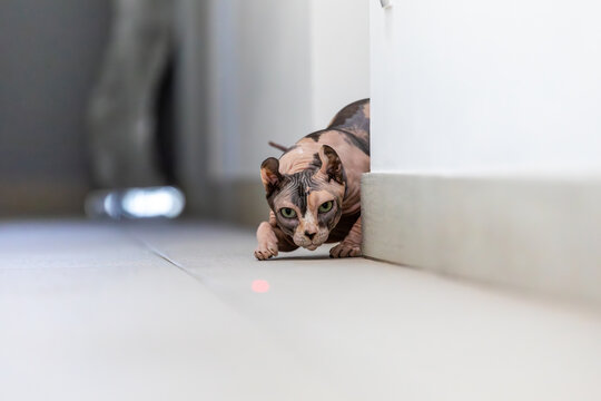 Sphynx cat stalking a red laser dot on home floor