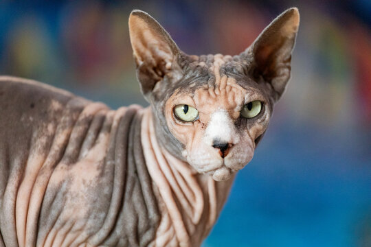 Sphynx cat at home portrait with green eyes in soft light