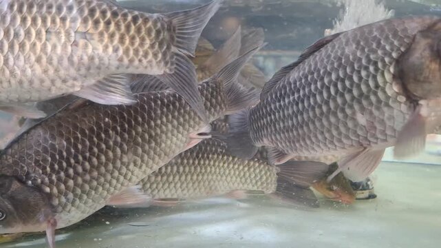 Live crucian carp fish swimming inside a glass aquarium tank. Fresh seafood, fish market, underwater wildlife.