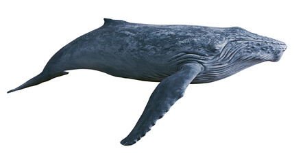 Large blue humpback whale with textured skin, isolated on transparent background © Mia