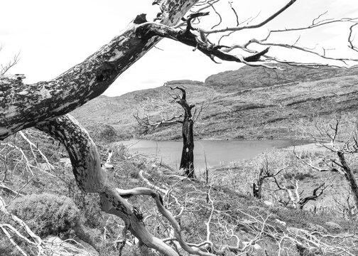 Black and white Patagonia landscape with lake and trees