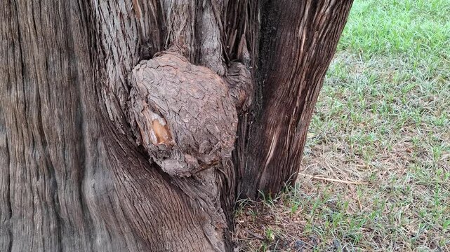 Large burl and unique growth on a textured tree trunk outdoors. Tree bark close up, nature background, botanical details.