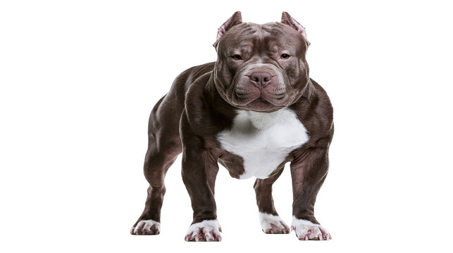Muscular brown and white pitbull dog standing, isolated on transparent background