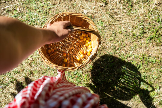 Girl picking ripe cherries in wicker basket on farm