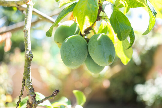 Green plum on tree branch in sunny garden close-up