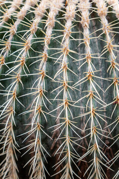 Closeup of cactus spines texture in desert plant background