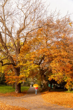Autumn park path in Geneva with walker and yellow umbrella