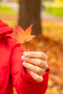 Autumn leaf in hand at a park in Geneva, Switzerland