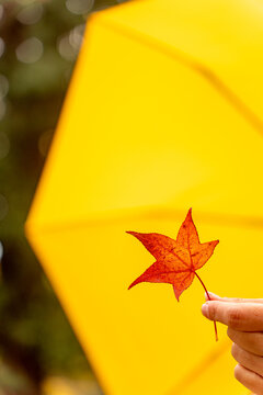 Autumn leaf held in hand with yellow umbrella
