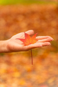 Open hand holding red maple leaf with autumn bokeh light
