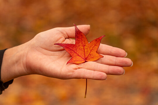 Close up hand holding red maple leaf in autumn bokeh