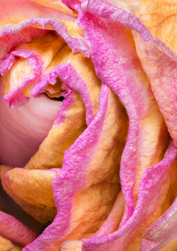 Wilting Rose, close up