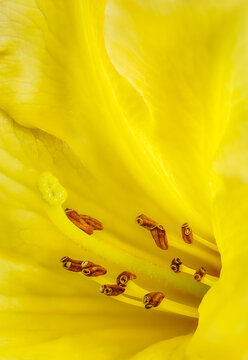 Rhododendron Blossom