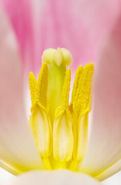 Inside a Tulip