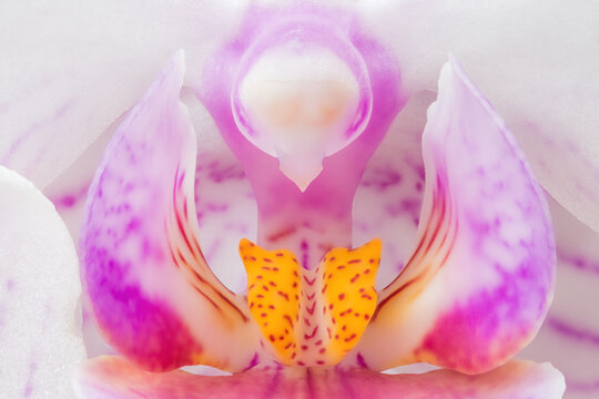 Orchid, closeup